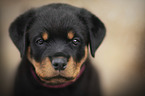 Rottweiler Welpe