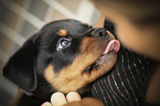 Rottweiler Welpe