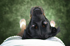 Rottweiler Portrait