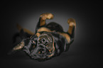 Rottweiler wlzt sich