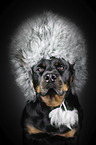 Rottweiler Portrait