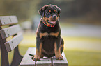 sitzender Rottweiler Welpe