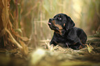 liegender Rottweiler