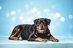 liegender Rottweiler
