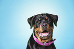 Rottweiler Portrait