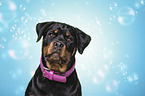 Rottweiler Portrait
