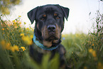 Rottweiler Portrait