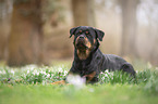 liegender Rottweiler