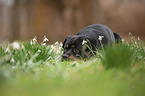 liegender Rottweiler