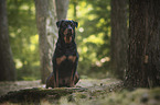 sitzender Rottweiler
