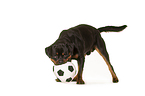 spielender Rottweiler