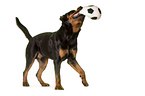 spielender Rottweiler