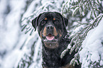 Rottweiler Portrait