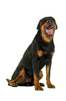 Rottweiler vor weiem Hintergrund