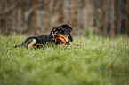 spielender Rottweiler Welpe