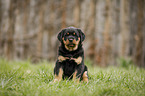 sitzender Rottweiler Welpe