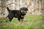 stehender Rottweiler Welpe