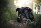 Rottweiler in der Natur