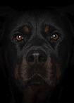 Rottweiler Gesicht