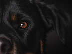 Rottweiler Auge