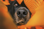 Rottweiler im Herbstlaub