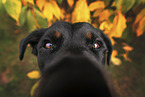 Rottweiler in der Natur