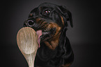 Rottweiler leckt Kochlffel ab