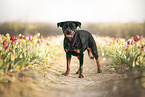 Rottweiler in der Natur