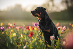 Rottweiler in der Natur