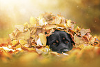 Rottweiler im Herbstlaub