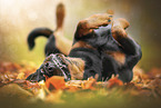 Rottweiler im Herbstlaub