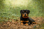 junger Rottweiler