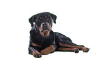 Rottweiler vor weiem Hintergrund