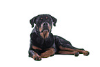 Rottweiler vor weiem Hintergrund