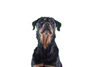 Rottweiler vor weiem Hintergrund