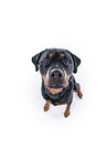 Rottweiler vor weiem Hintergrund