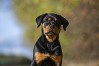 junger Rottweiler