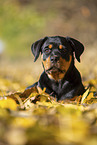 junger Rottweiler