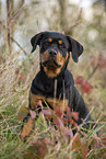 junger Rottweiler