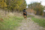 junger Rottweiler