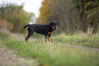 junger Rottweiler