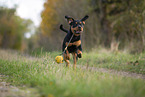 junger Rottweiler