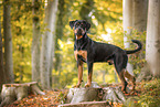 stehender Rottweiler