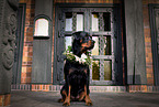 erwachsener Rottweiler