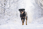 Rottweiler im Winter