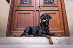 Rottweiler Hndin