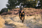 junger Rottweiler