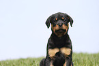 Rottweiler Welpe