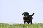 Rottweiler Welpe