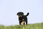 Rottweiler Welpe